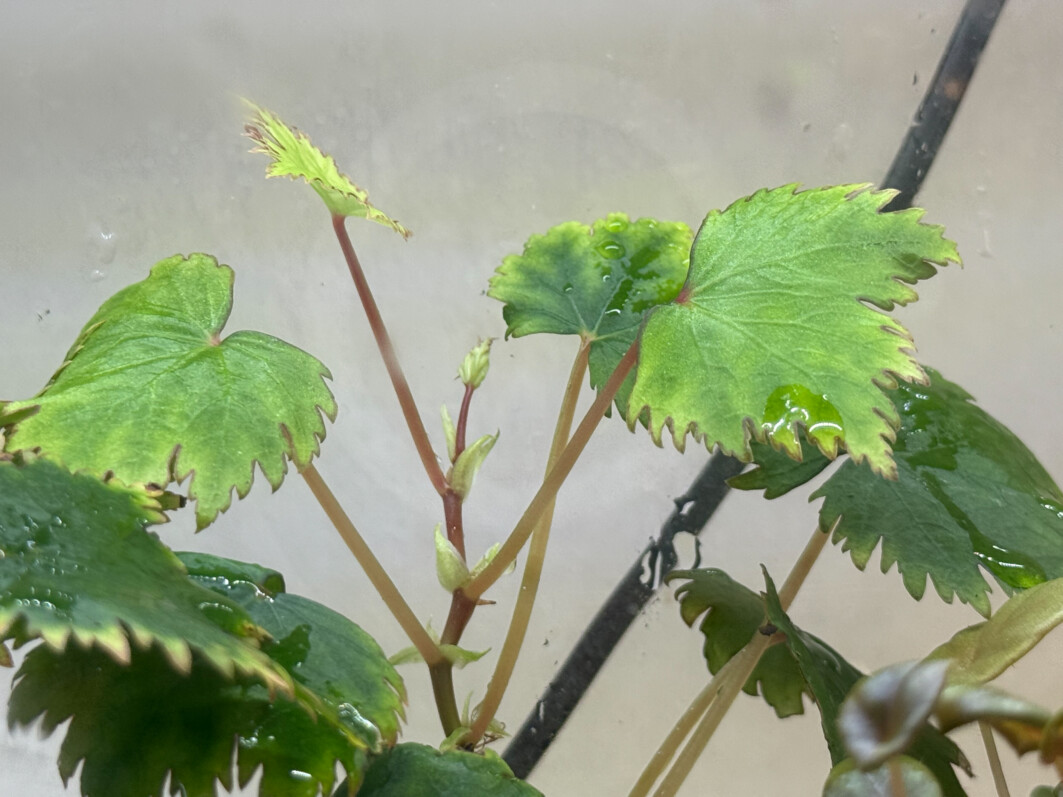 Begonia lyallii, Bégoniacées, plante d'intérieur, terrarium, Paris 19e (75)