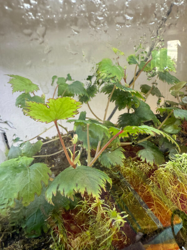 Lire la suite à propos de l’article Begonia lyallii au top dans son terrarium