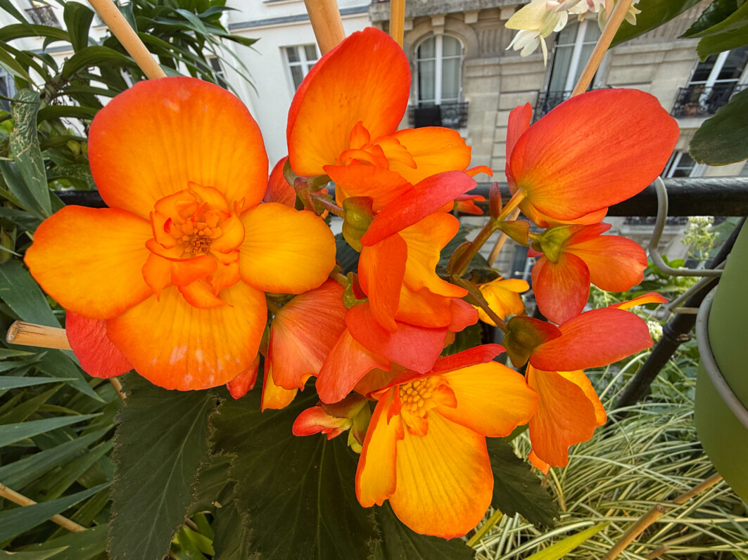 Begonia x tuberhybrida en été sur mon balcon parisien, Paris 19e (75)