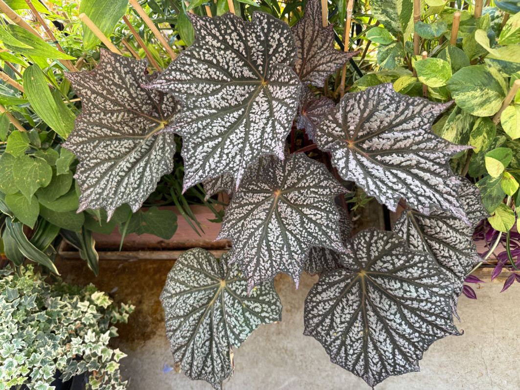 Begonia ‘Sterling Moon’ en été sur mon balcon parisien, Paris 19e (75)