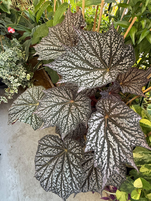 Lire la suite à propos de l’article Évolution spectaculaire du Begonia ‘Sterling Moon’ sur mon balcon entre le 13 avril et le 10 août 2025
