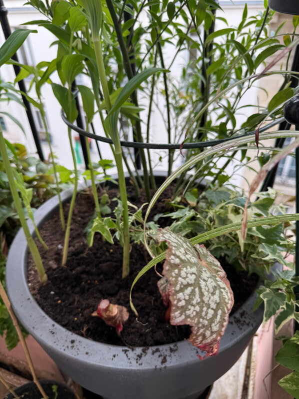 Begonia ‘Sterling Moon’ au début du printemps sur mon balcon parisien, Paris 19e (75)
