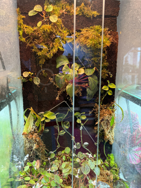 Terrarium avec Begonia olivacea et B. montis-elephantis refait