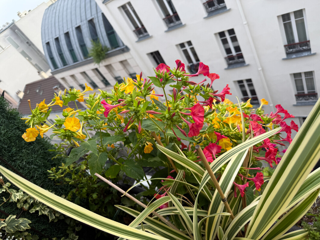 Belles de nuit, Mirabilis jalapa, le matin en été sur mon balcon parisien, Paris 19e (75)