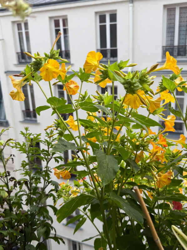 Belles de nuit, Mirabilis jalapa, le matin en été sur mon balcon parisien, Paris 19e (75)