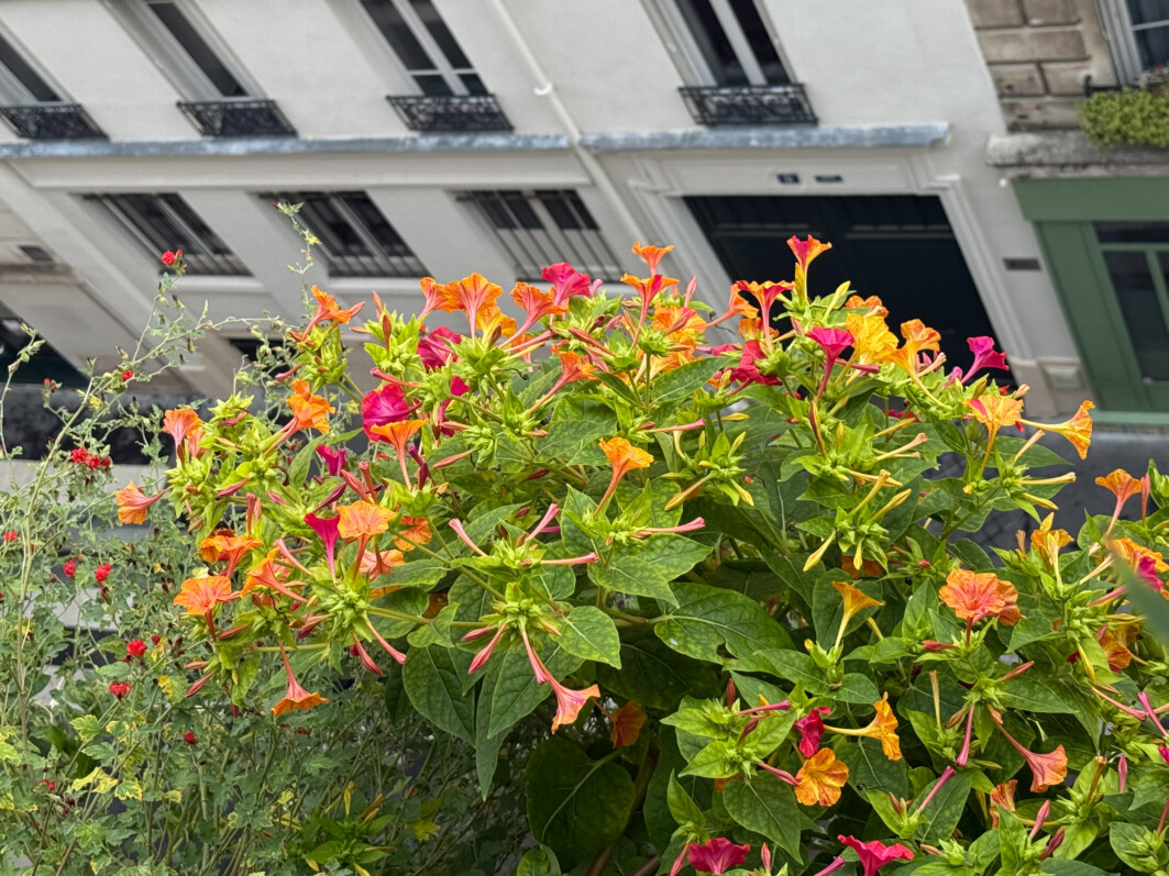 Belles de nuit, Mirabilis jalapa, le matin en été sur mon balcon parisien, Paris 19e (75)