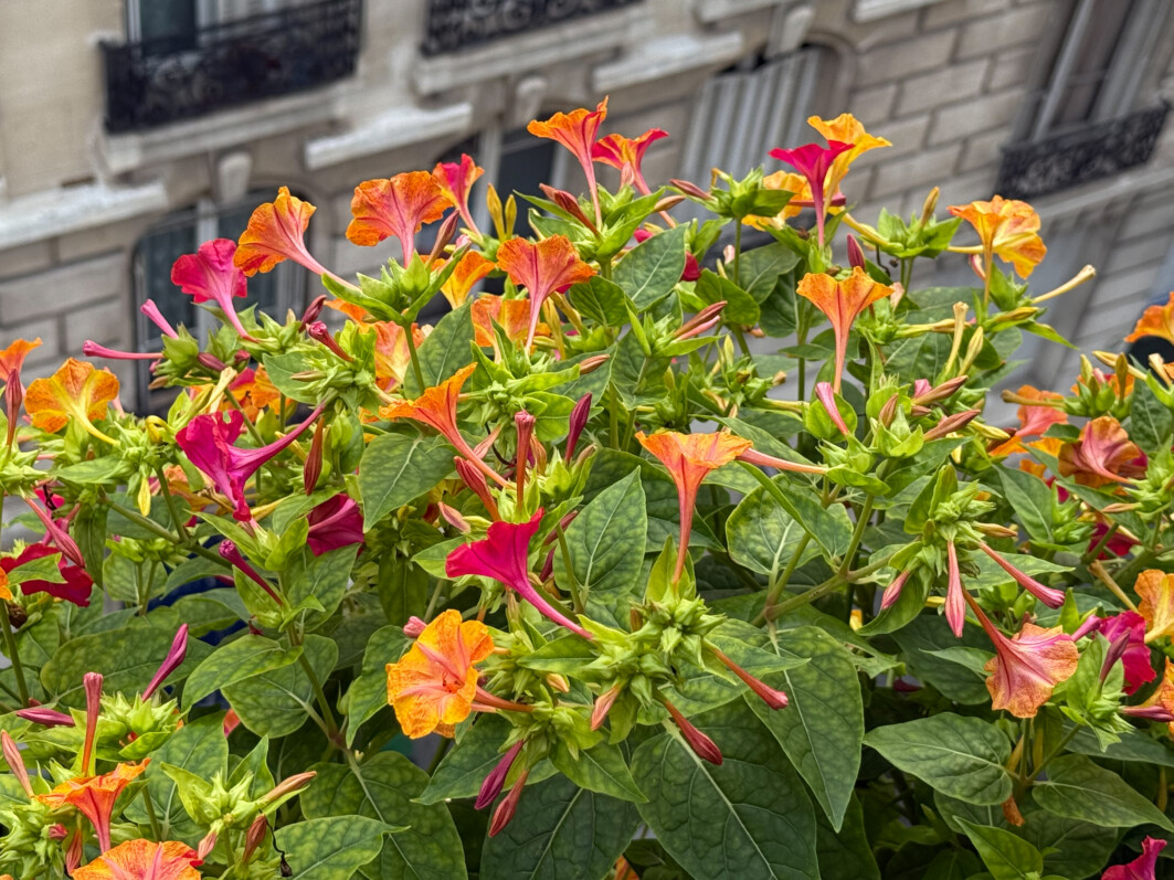 Mes belles-de-nuit prolongent leur floraison quand le matin n’est pas ensoleillé