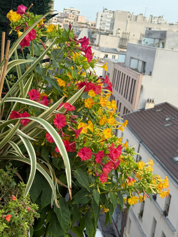 Belles de nuit, Mirabilis jalapa, le matin en été sur mon balcon parisien, Paris 19e (75)