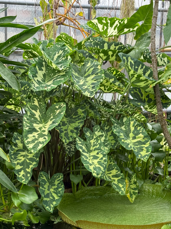 Caladium praetermissum, Araceae, Jardin botanique Jean-Marie Pelt, Villers-lès-Nancy (54)