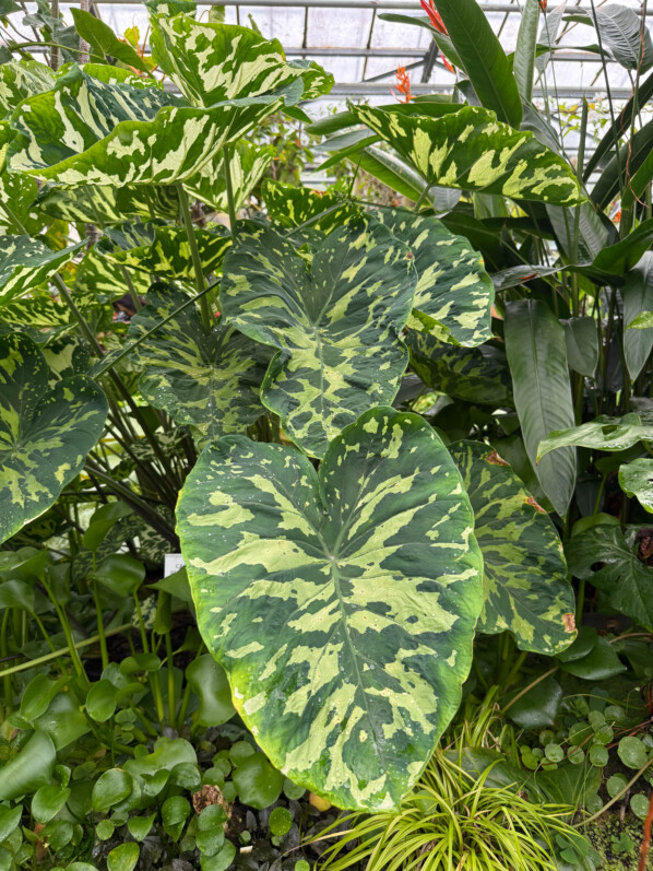 Caladium praetermissum, Araceae, Jardin botanique Jean-Marie Pelt, Villers-lès-Nancy (54)