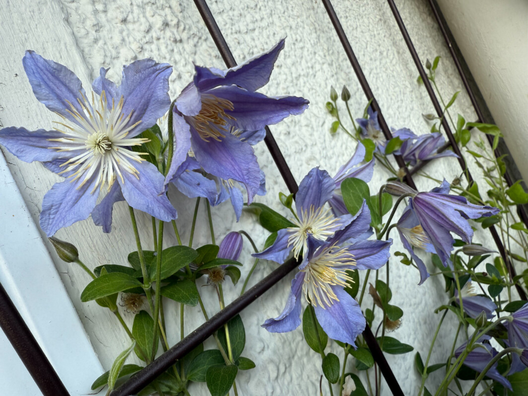 Clématite 'Blue River' en été sur mon balcon parisien, Paris 19e (75)