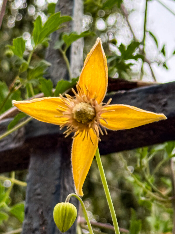 Lire la suite à propos de l’article Clématite du Tibet (Clematis tibetana)