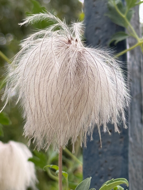Clématite du Tibet, Clematis tibetana, en été dans le Jardin des Plantes, Paris 5e (75)