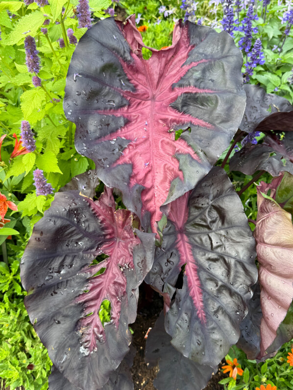 Colocasia esculenta ‘Redemption’
