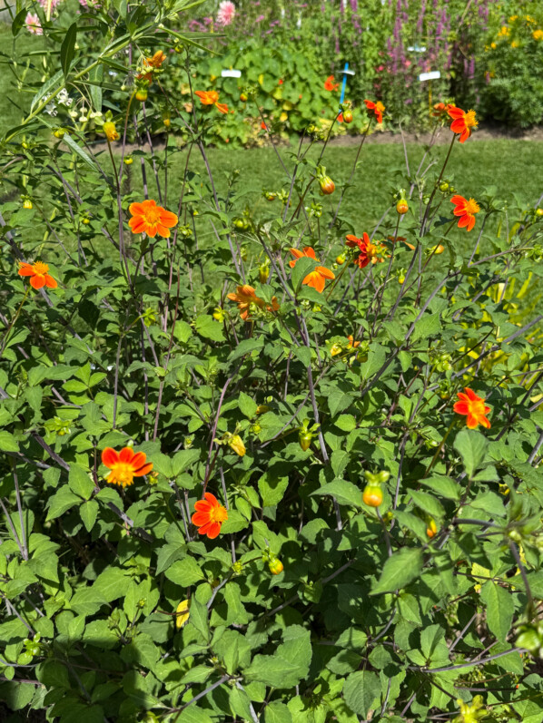 Dahlia 'Couette-couette', Astéracées, en été dans les jardins de l'École Du Breuil, Paris 12e (75)