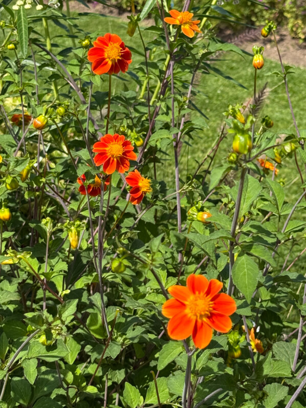 Dahlia 'Couette-couette', Astéracées, en été dans les jardins de l'École Du Breuil, Paris 12e (75)