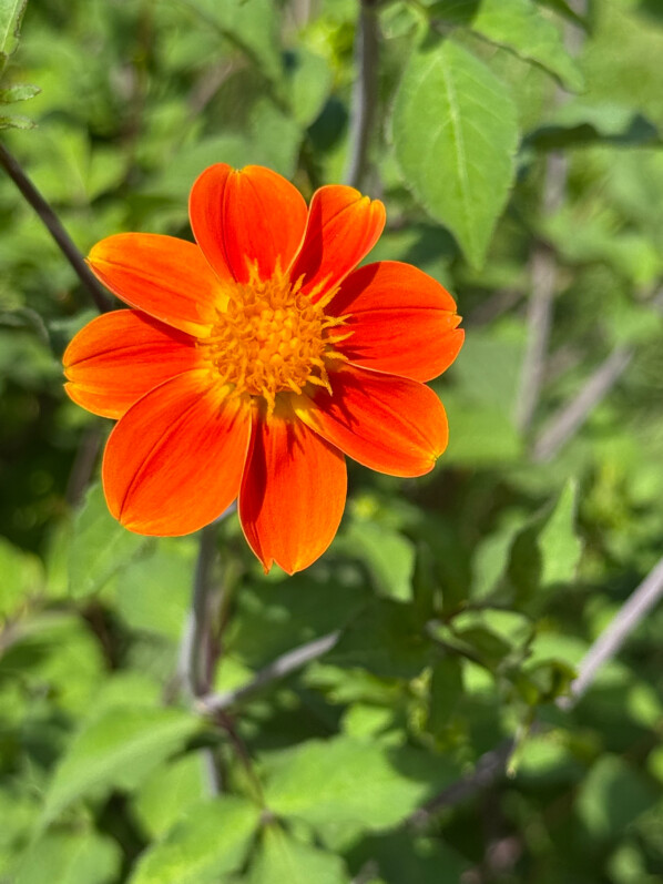Lire la suite à propos de l’article Connaissez-vous le dahlia ‘Couette-couette’ ?