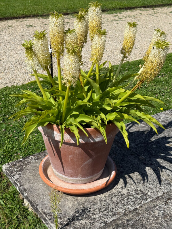 Potée fleurie d'Eucomis en été dans les jardins de l'École Du Breuil, Paris 12e (75)
