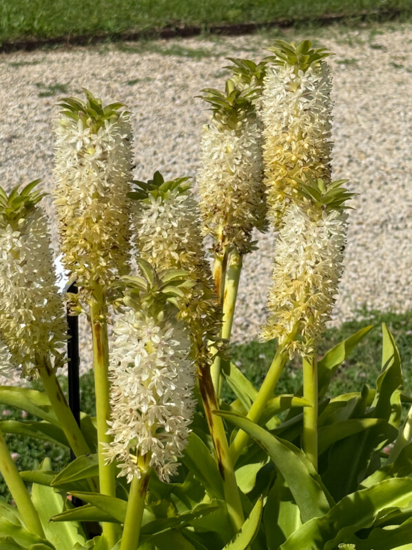 Potée fleurie d'Eucomis en été dans les jardins de l'École Du Breuil, Paris 12e (75)