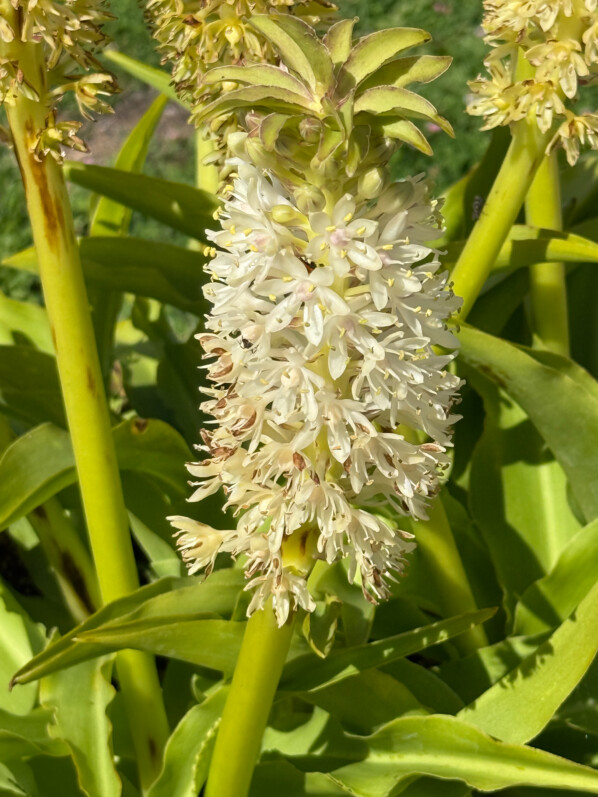 Potée fleurie d'Eucomis en été dans les jardins de l'École Du Breuil, Paris 12e (75)