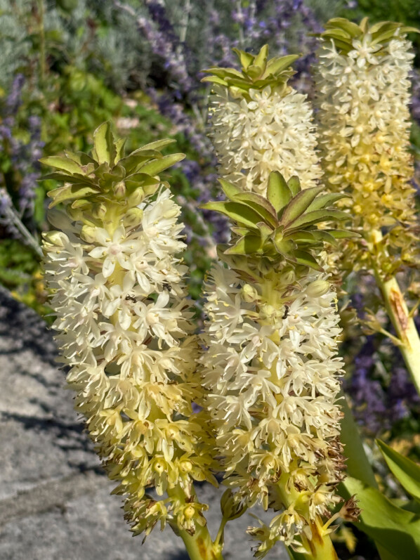 Potées fleuries d’eucomis