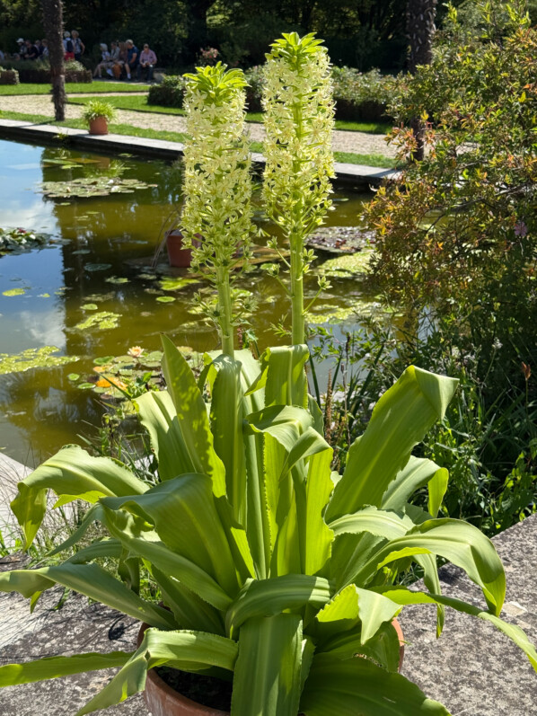 Potée fleurie d'Eucomis en été dans les jardins de l'École Du Breuil, Paris 12e (75)