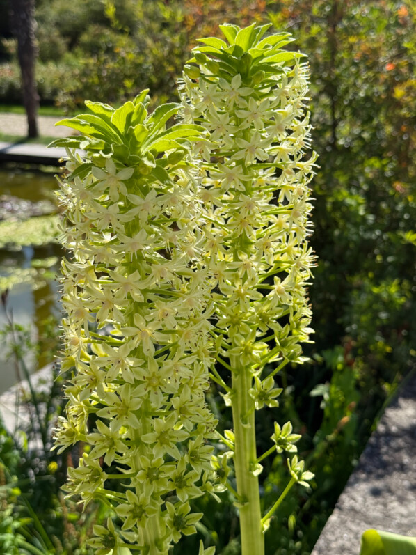 Potée fleurie d'Eucomis en été dans les jardins de l'École Du Breuil, Paris 12e (75)