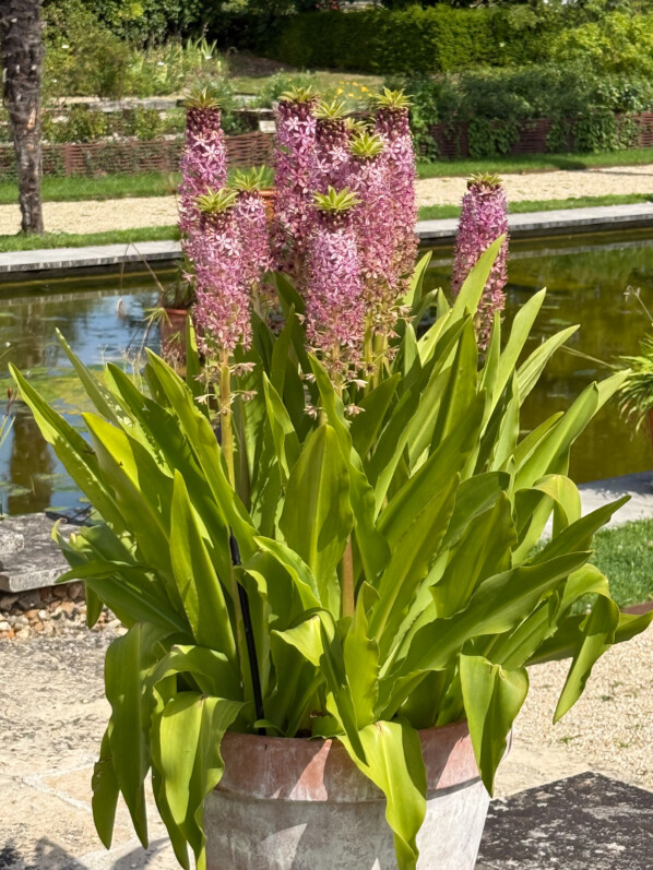 Potée fleurie d'Eucomis en été dans les jardins de l'École Du Breuil, Paris 12e (75)
