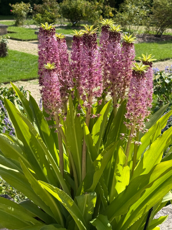 Potée fleurie d'Eucomis en été dans les jardins de l'École Du Breuil, Paris 12e (75)