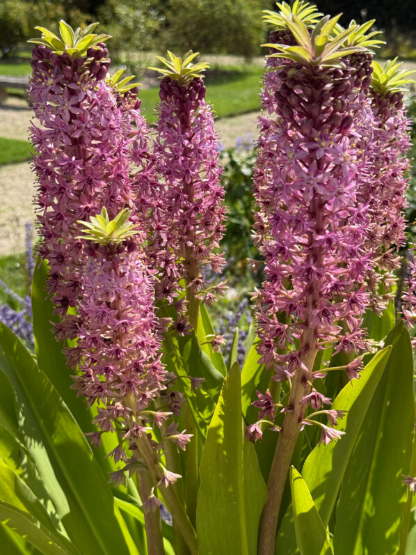 Potée fleurie d'Eucomis en été dans les jardins de l'École Du Breuil, Paris 12e (75)