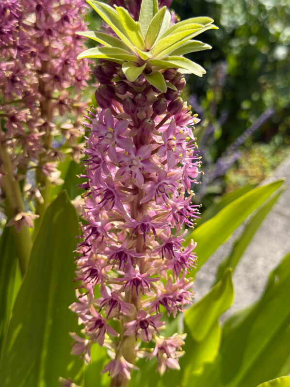 Potée fleurie d'Eucomis en été dans les jardins de l'École Du Breuil, Paris 12e (75)