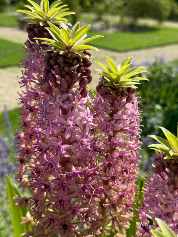 Potée fleurie d'Eucomis en été dans les jardins de l'École Du Breuil, Paris 12e (75)