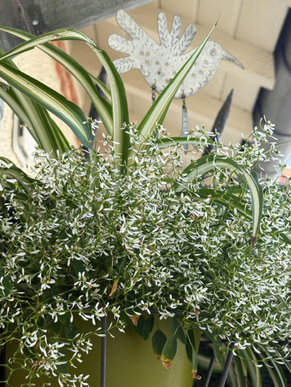 Euphorbe 'Diamond Frost' en été sur mon balcon parisien, Paris 19e (75)