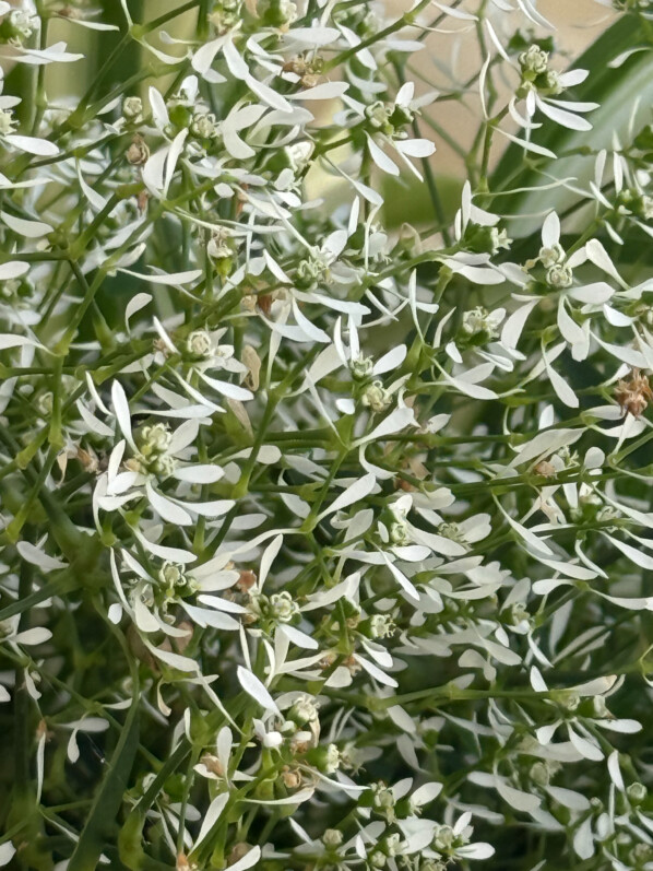 Euphorbe 'Diamond Frost' en été sur mon balcon parisien, Paris 19e (75)