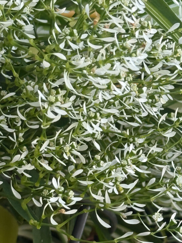 Vous reprendrez bien un nuage d’euphorbe ‘Diamond Frost’ dans vos potées ?