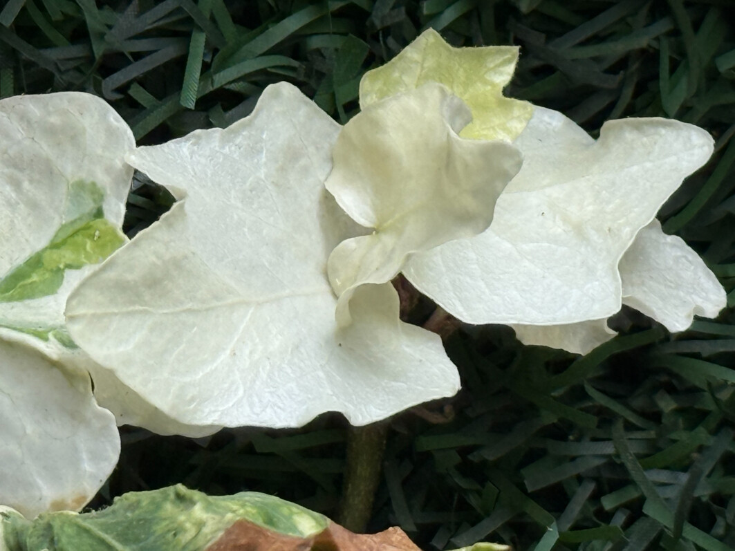 Jeune pousse sans chlorophylle du lierre (Hedera helix) ‘Reef Shell