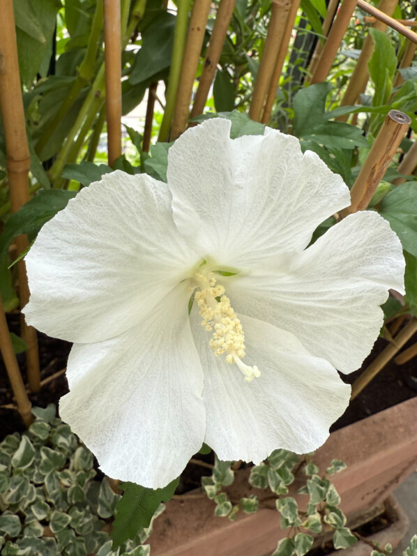 Première fleur de mon althéa (Hibiscus syriacus) ‘Flower Tower’