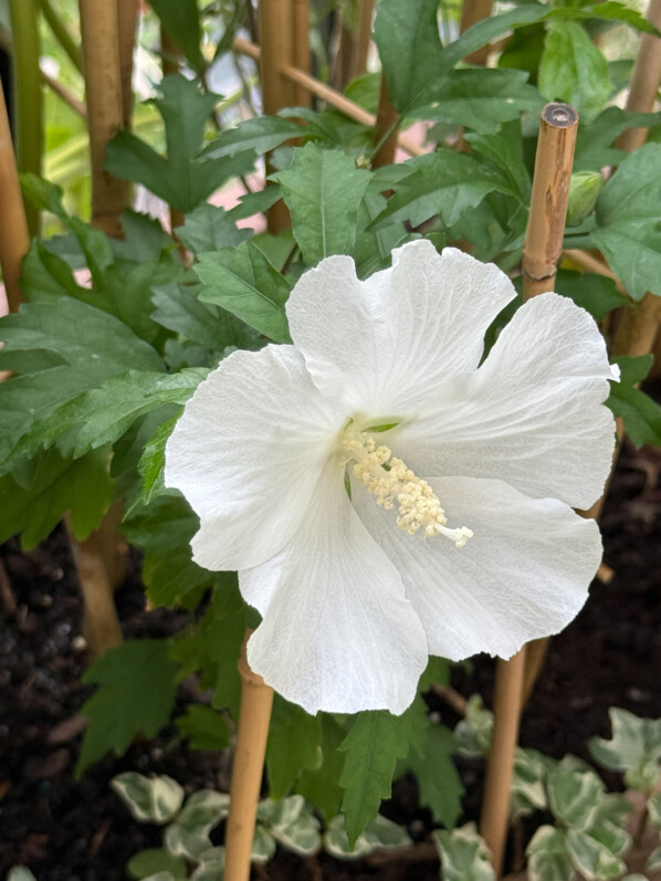 Hibiscus syriacus ‘Flower Tower’ en été sur mon balcon parisien, Paris 19e (75)