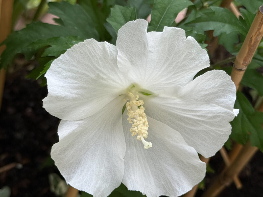 Hibiscus syriacus ‘Flower Tower’ en été sur mon balcon parisien, Paris 19e (75)