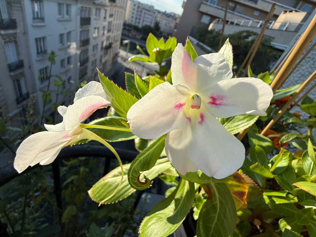 Les floraisons début août sur mon balcon parisien