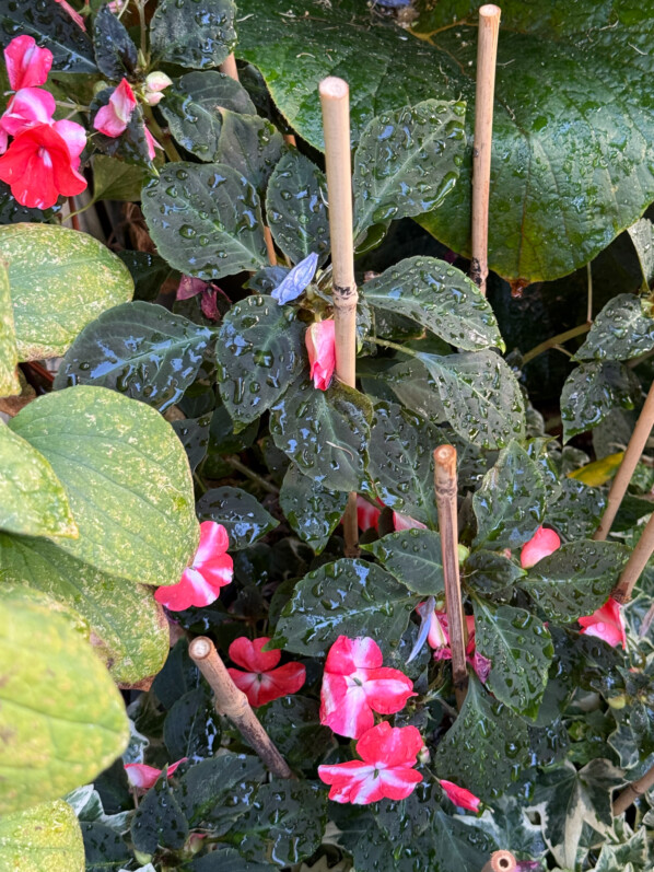 Arrosage et bassinage quotidiens obligatoires sur mon balcon parisien