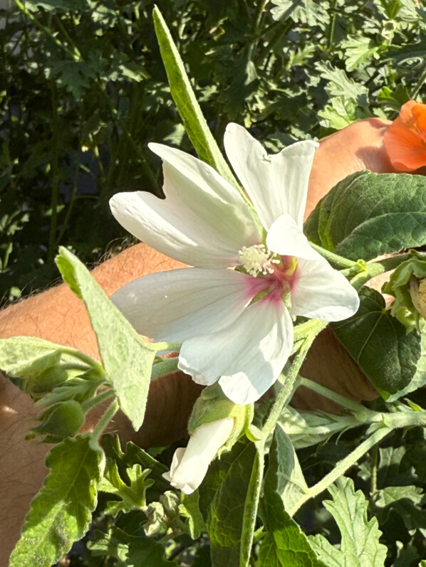 Lavatera 'Baby Barnsley' en été sur mon balcon parisien, Paris 19e (75)