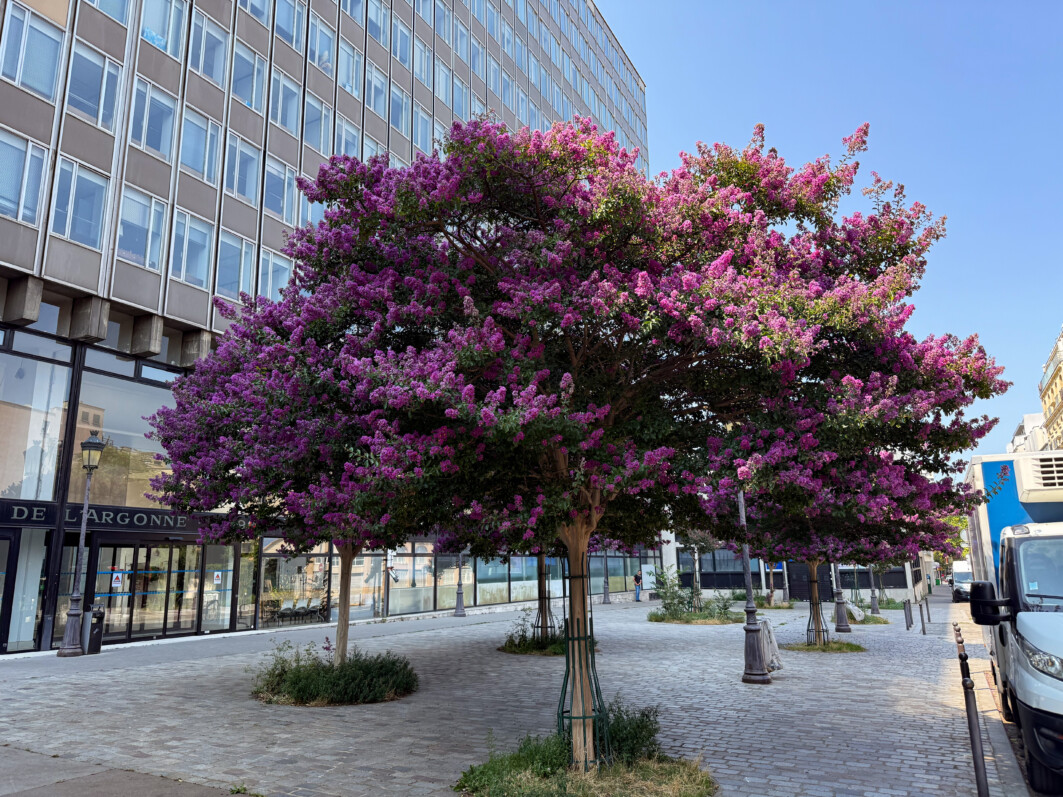 Les beaux lilas des Indes de la rue de l’Argonne (Paris 19e)
