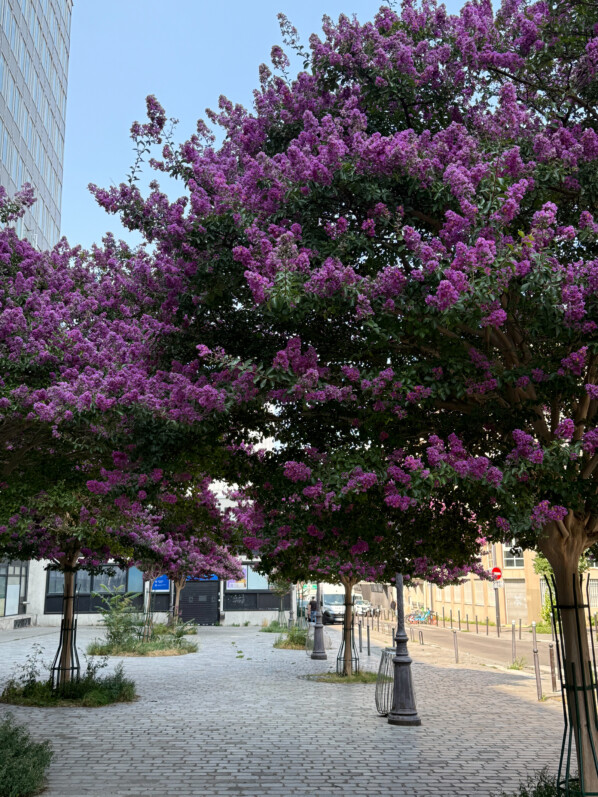 Lilas des Indes, Lagerstroemia indica, arbre, Paris 19e (75)