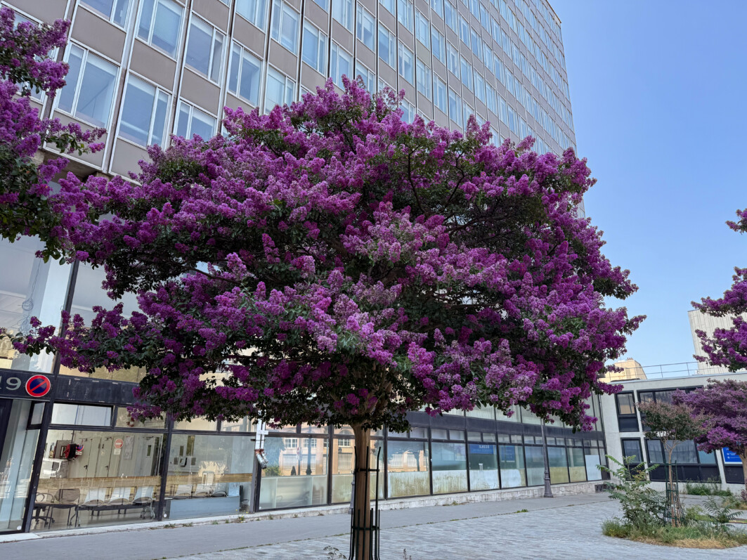 Lilas des Indes, Lagerstroemia indica, arbre, Paris 19e (75)