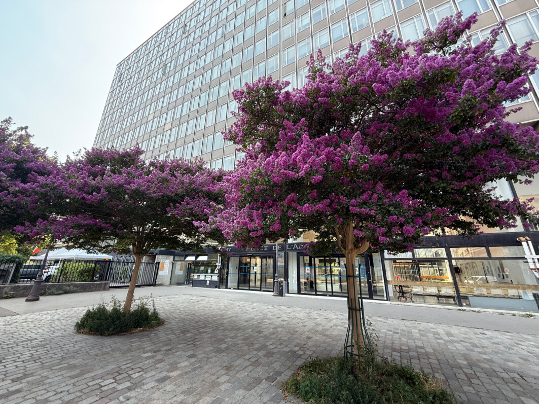 Lilas des Indes, Lagerstroemia indica, arbre, Paris 19e (75)