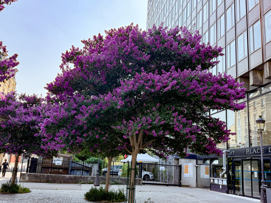 Lilas des Indes, Lagerstroemia indica, arbre, Paris 19e (75)