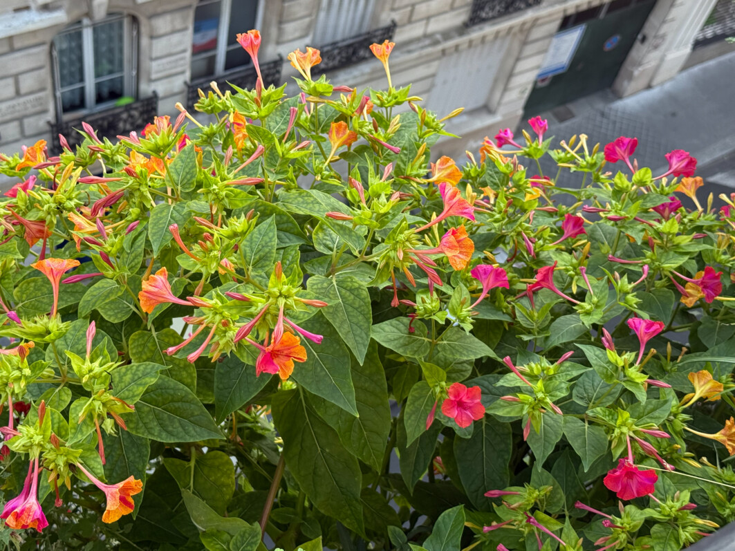 Mirabilis jalapa en été sur mon balcon parisien, Paris 19e (75)