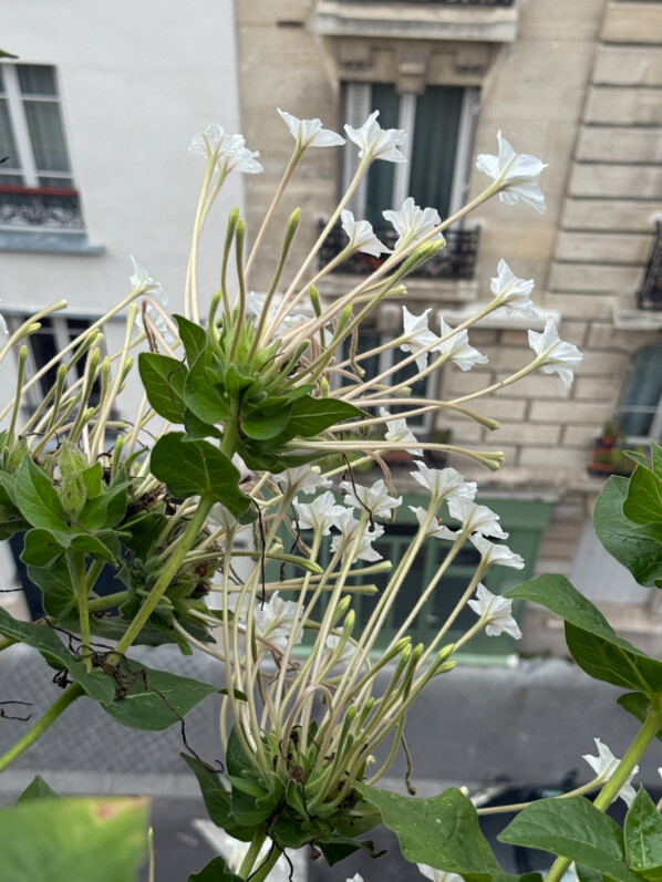 Mirabilis longiflora en été sur mon balcon parisien, Paris 19e (75)