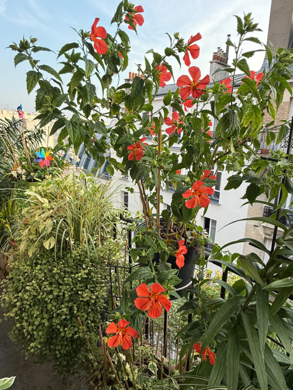 Profusion de fleurs sur mon Pavonia ‘Flamboyant’